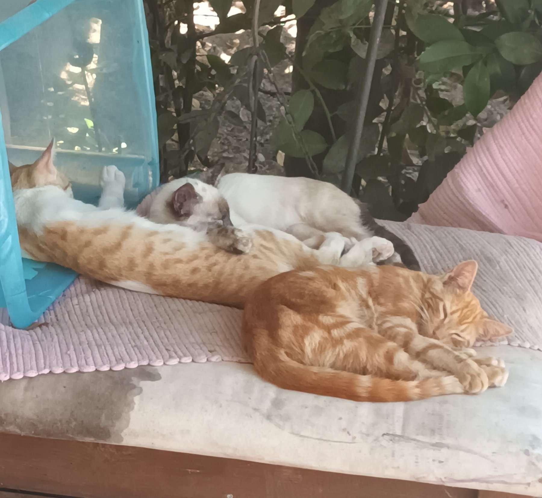 this is an old pic! all i know is that yellow kitty was ours, others might be the neighbors? i don't have that much of a clue tbh, the dissociative disorder do be disassociating and makin me forget everything